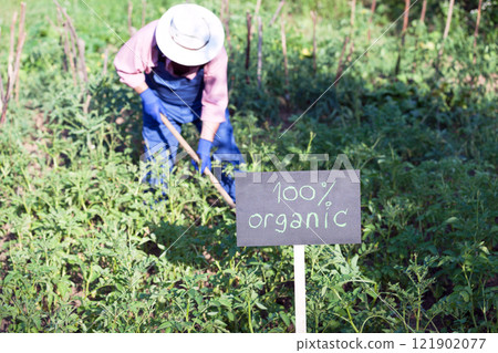 Farmer working in the organic vegetable garden Farmer working in the organic vegetable garden 121902077