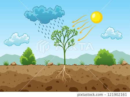 Photosynthesis process. Tree produce oxygen using rain and sun. Diagram showing process of photosynthesis in plant. Colorful biology scheme for education in flat style Photosynthesis process. Tree produce oxygen using rain and sun. Diagram showing process of photosynthesis in plant. Colorful biology scheme for education in flat style 121902161