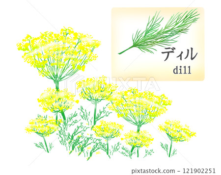蒔蘿的插圖 121902251