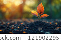 Small tree, tree sprout in the ground growing in the sunlight in the garden. eco concept 121902295