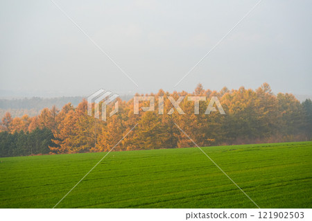 美瑛之秋 - 唐鬆的紅葉 美瑛之秋 - 唐鬆的紅葉 121902503