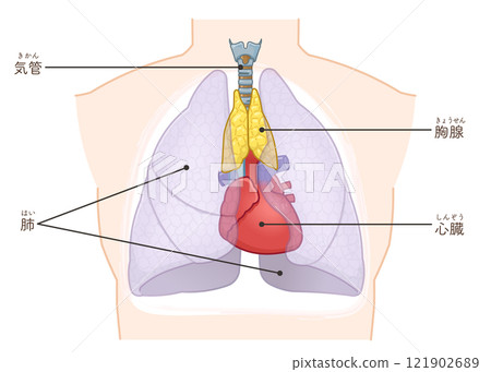 胸腺圖 胸腺圖 121902689