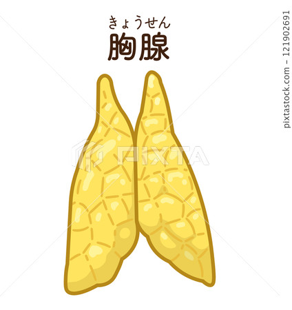 胸腺圖 121902691