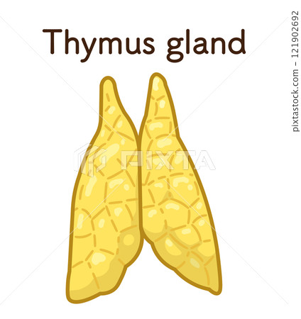 Thymus gland illustration 121902692