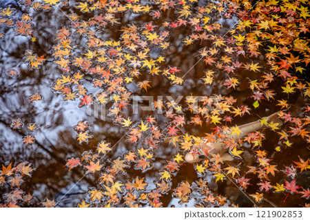 Maple trees and carp in autumn at Ryogoji Temple, Kunisaki City, Oita Prefecture Maple trees and carp in autumn at Ryogoji Temple, Kunisaki City, Oita Prefecture 121902853