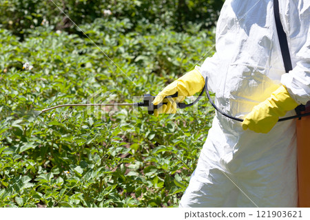 Farmer spraying toxic pesticides or insecticides in the vegetable garden 121903621