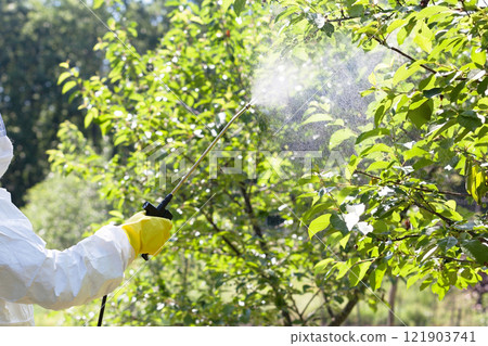 Farmer spraying toxic pesticides or insecticides in an orchard 121903741
