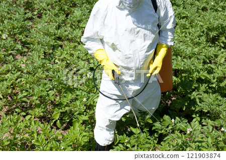 Farmer spraying toxic pesticide or insecticide in the vegetable garden 121903874