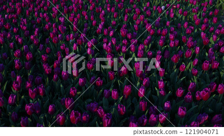 Colorful tulip field Colorful tulip field 121904071