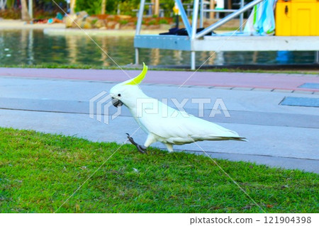 鳥兒沿著池塘岸邊漫步 121904398