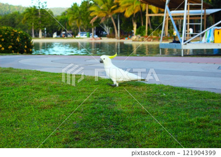 鳥兒沿著池塘岸邊漫步 121904399