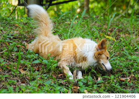 狗狗躺在夏天的森林裡 121904406