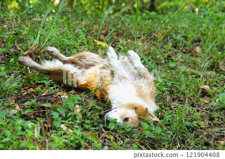 狗狗躺在夏天的森林裡 121904408