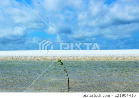 Blue sea, sky and plants Blue sea, sky and plants 121904410