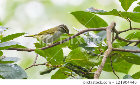 A bird that sticks to a branch 121904446