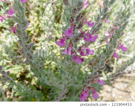 Teucrium marum,cat thyme or kitty crack plant 121904453
