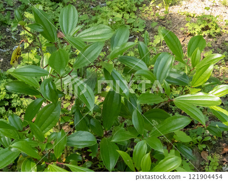Viburnum davidii or David viburnum plant in the family Adoxaceae. 121904454