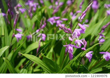 沐浴在春日陽光下的石然花 121904976