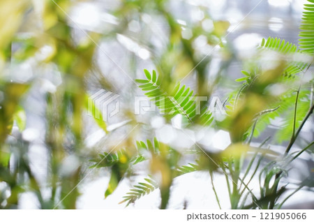 Soft Light and Everfresh Soft Light and Everfresh 121905066