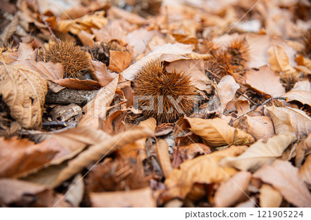 Chestnuts who fell to the ground Chestnuts who fell to the ground 121905224