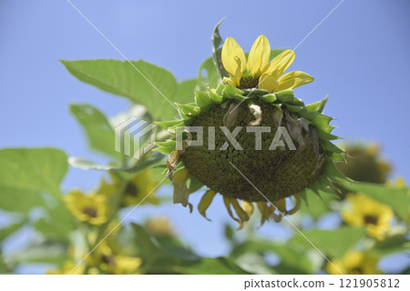Chiyoda sunflower field after the typhoon 121905812