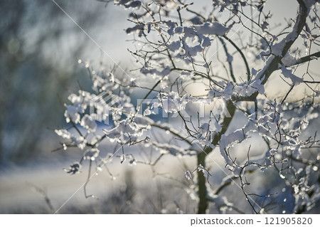 Frost ice snow on branches morning light 121905820
