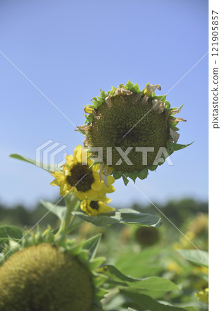 Chiyoda sunflower field after the typhoon 121905857