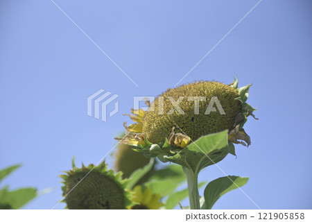Chiyoda sunflower field after the typhoon Chiyoda sunflower field after the typhoon 121905858