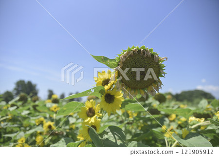 Chiyoda sunflower field after the typhoon Chiyoda sunflower field after the typhoon 121905912