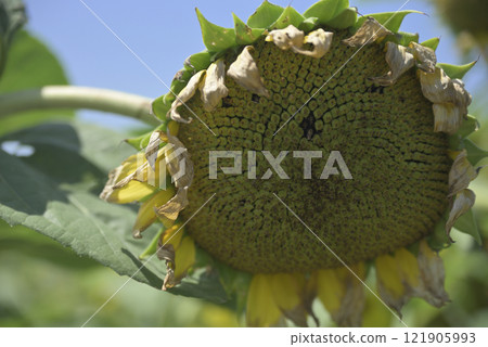 Chiyoda sunflower field after the typhoon Chiyoda sunflower field after the typhoon 121905993