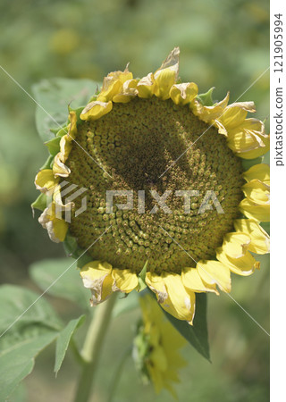 Chiyoda sunflower field after the typhoon 121905994