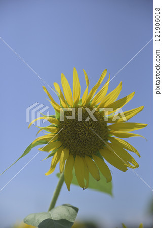 Chiyoda sunflower field after the typhoon 121906018