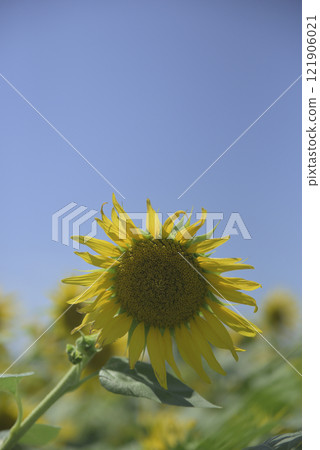 颱風過後的千代田向日葵田 121906021