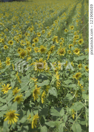 Chiyoda sunflower field after the typhoon 121906089
