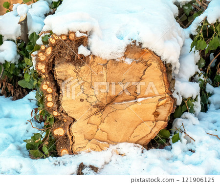 Top view of tree stump under snow outdoors. The texture of natural wood processed using the wet cutting method. Tree rings, circles. Top view of tree stump under snow outdoors. The texture of natural wood processed using the wet cutting method. Tree rings, circles. 121906125