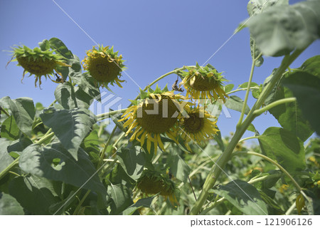 Chiyoda sunflower field after the typhoon Chiyoda sunflower field after the typhoon 121906126