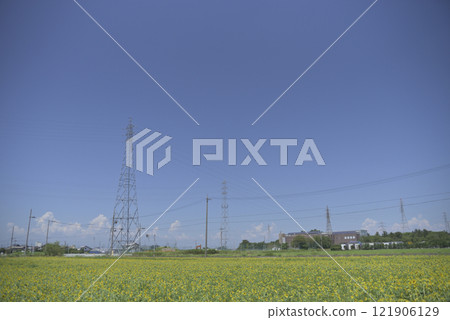Chiyoda sunflower field after the typhoon 121906129