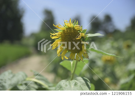 Chiyoda sunflower field after the typhoon 121906155