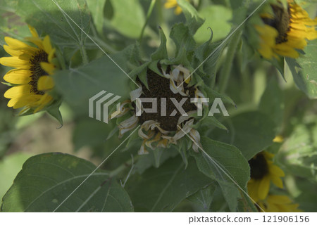 颱風過後的千代田向日葵田 121906156