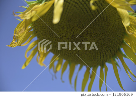 颱風過後的千代田向日葵田 121906169