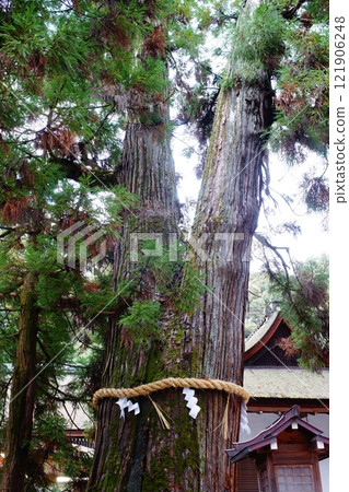 大神神社美乃上杉 大神神社美乃上杉 121906248