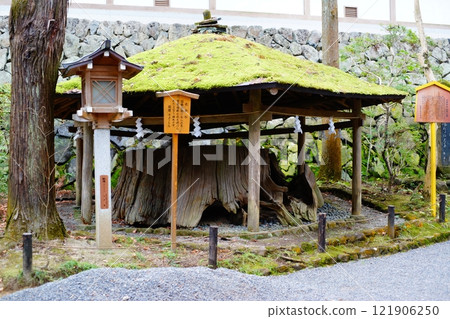 大神神社永古掛杉 大神神社永古掛杉 121906250