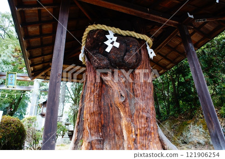 大間神社 小田卷杉 大間神社 小田卷杉 121906254