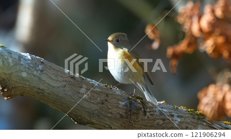 A female of Ruribitaki 121906294