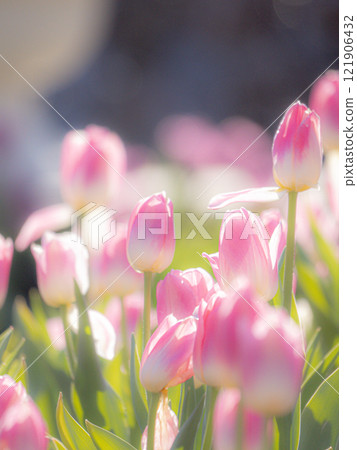 Tulips bathed in spring light Tulips bathed in spring light 121906432