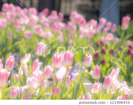 Tulips bathed in spring light Tulips bathed in spring light 121906433