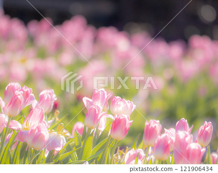 Tulips bathed in spring light Tulips bathed in spring light 121906434