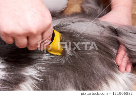 Haircut of a fluffy gray Persian cat at home Haircut of a fluffy gray Persian cat at home 121906882