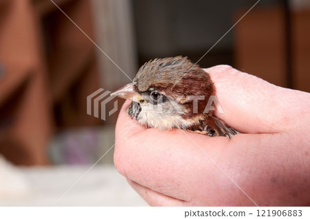 sparrow in the hands of woman sparrow in the hands of woman 121906883