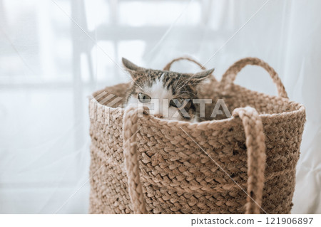 Cute tabby cat sits on the cat tree at home. Selective focus. 121906897